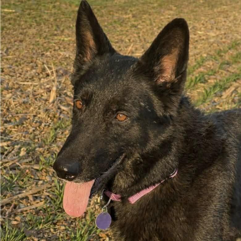 Enlarge Tia 2 (26-132), a Adoptable German Shepherd Dog in New Ringgold, PA image 3/4