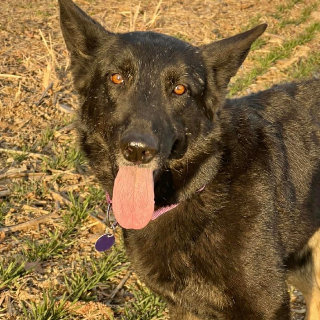 Enlarge Tia 2 (26-132), a Adoptable German Shepherd Dog in New Ringgold, PA image 4/4