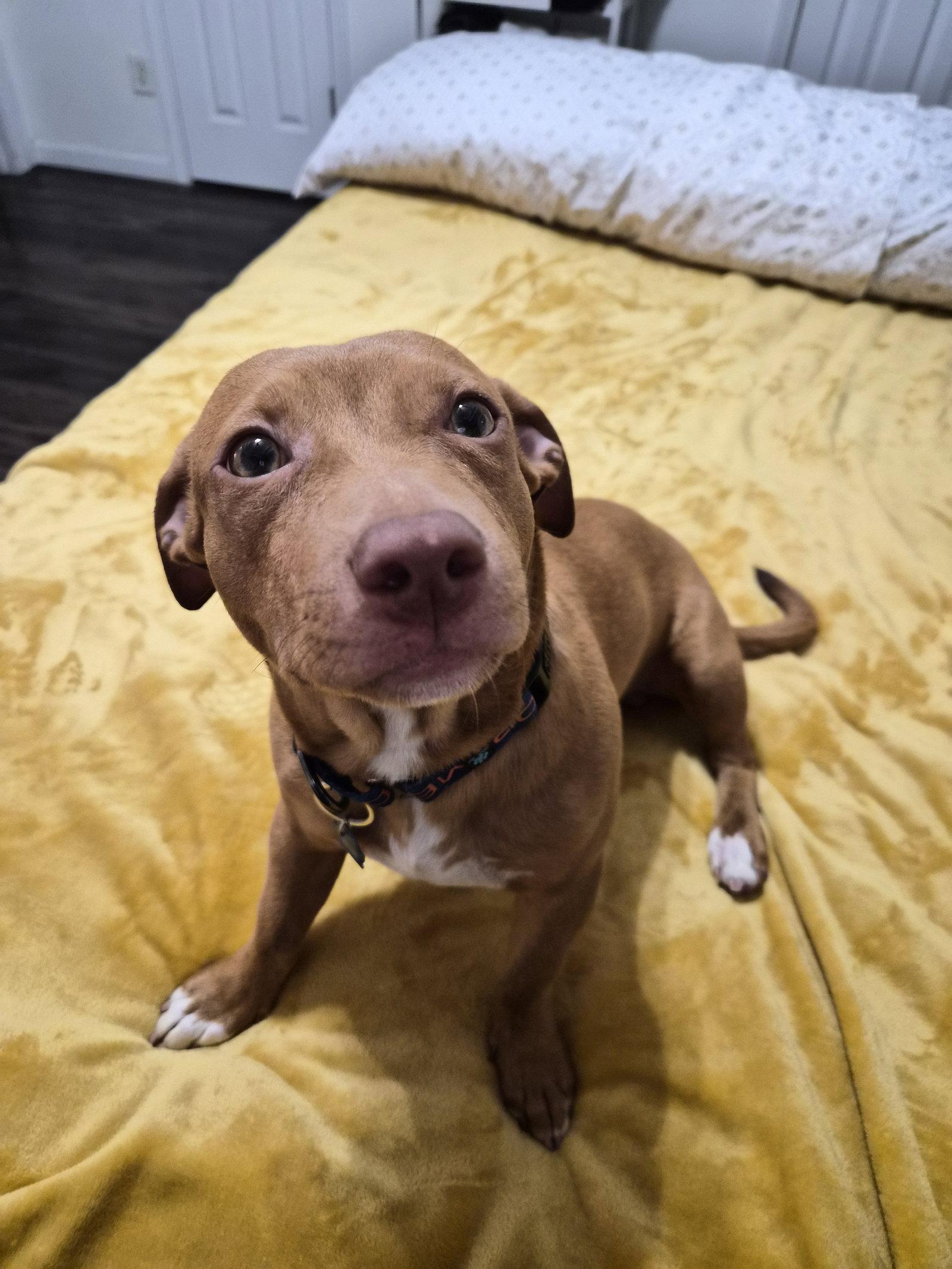 Enlarge Benji, a Adoptable mixed breed in Auburn, GA image 1/3