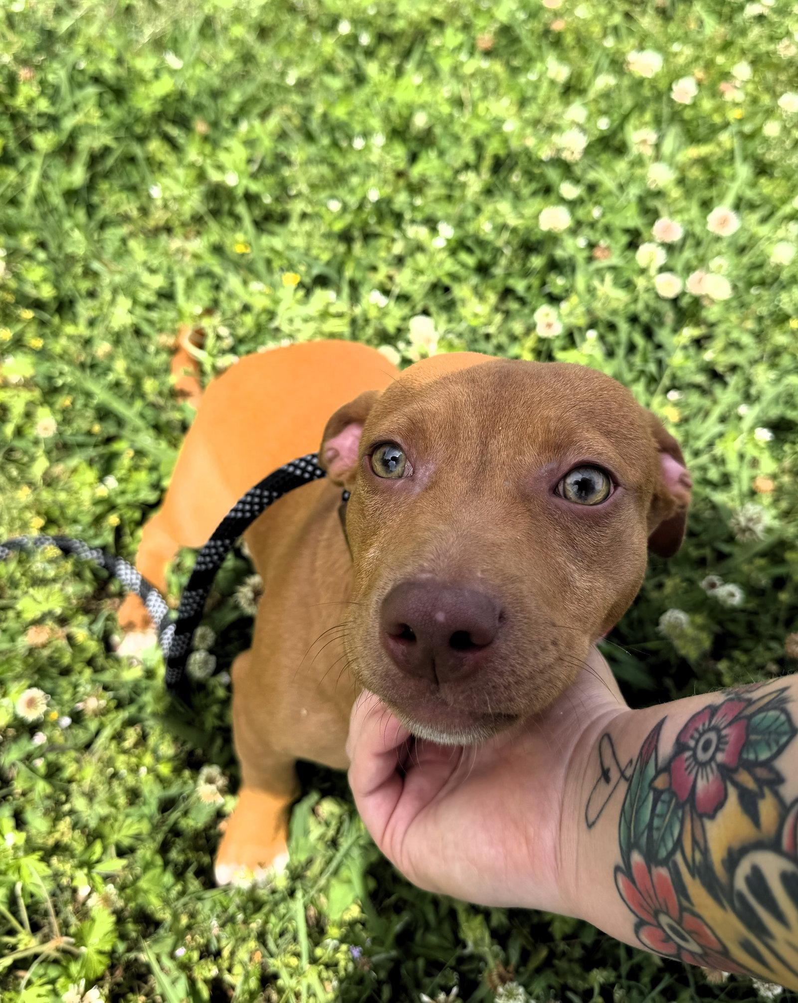 Enlarge Benji, a Adoptable mixed breed in Auburn, GA image 3/3