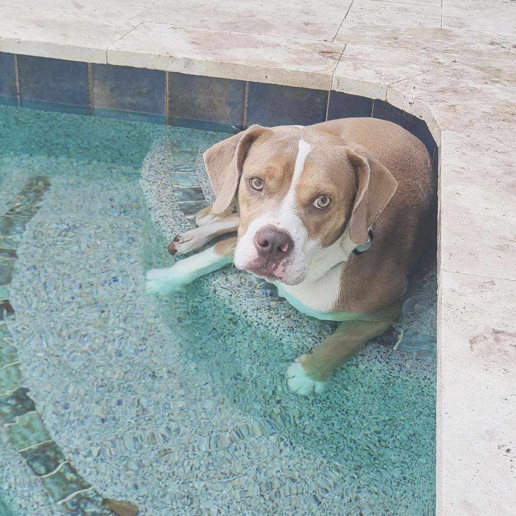 Chucky, Adoptable, Adult Male Beagle & English Bulldog.