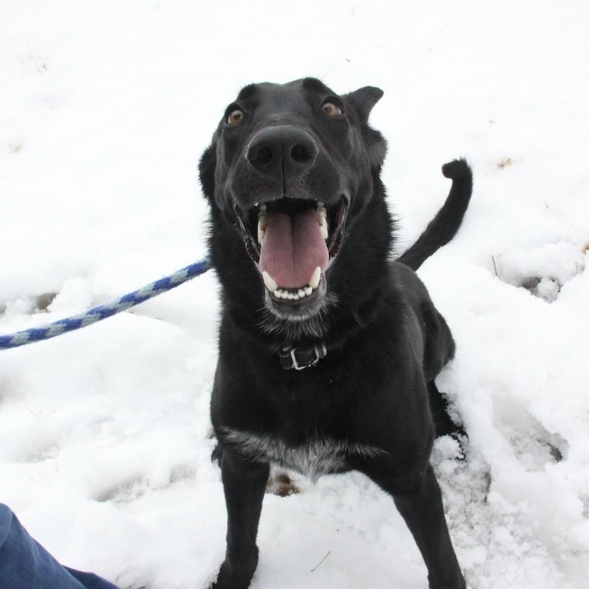 Enlarge Gravy, a ADOPTABLE mixed breed in Williston, VT image 4/6