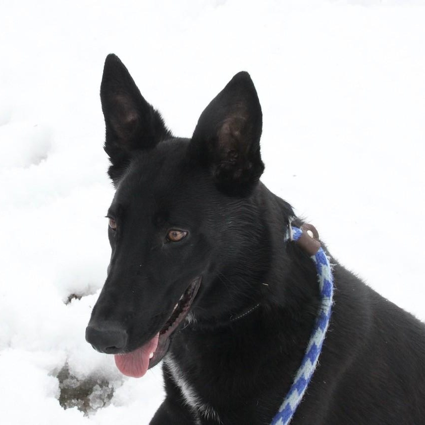 Enlarge Gravy, a ADOPTABLE mixed breed in Williston, VT image 6/6
