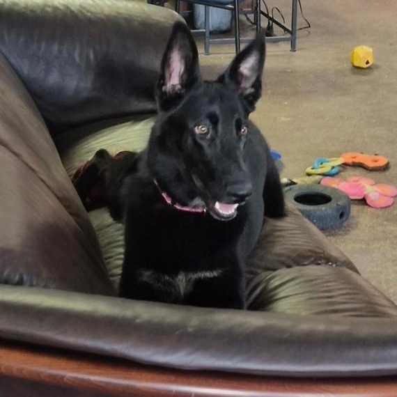 Enlarge Gravy, a ADOPTABLE mixed breed in Williston, VT image 2/6