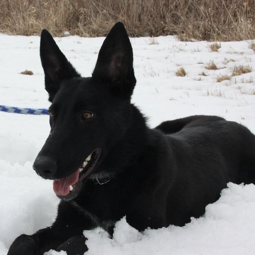 Enlarge Gravy, a ADOPTABLE mixed breed in Williston, VT image 2/6