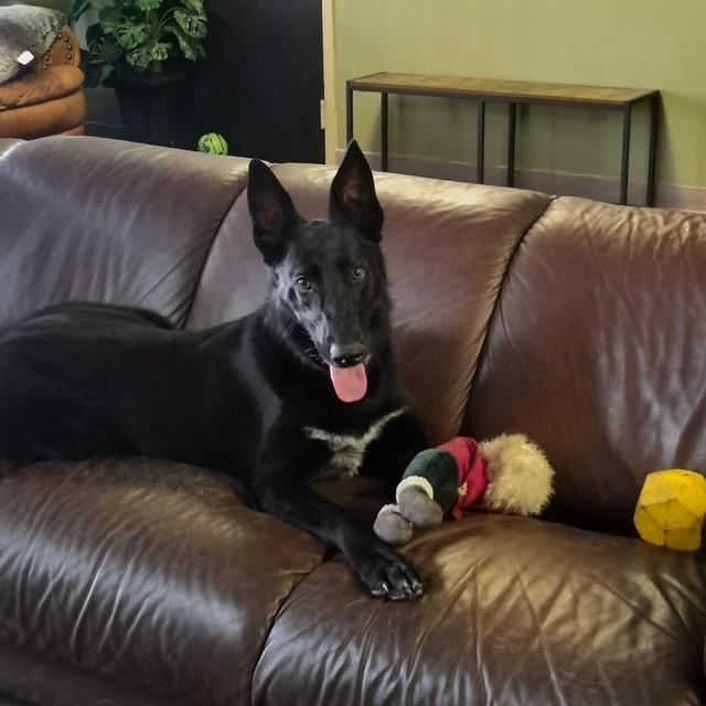 Enlarge Gravy, a ADOPTABLE mixed breed in Williston, VT image 4/6