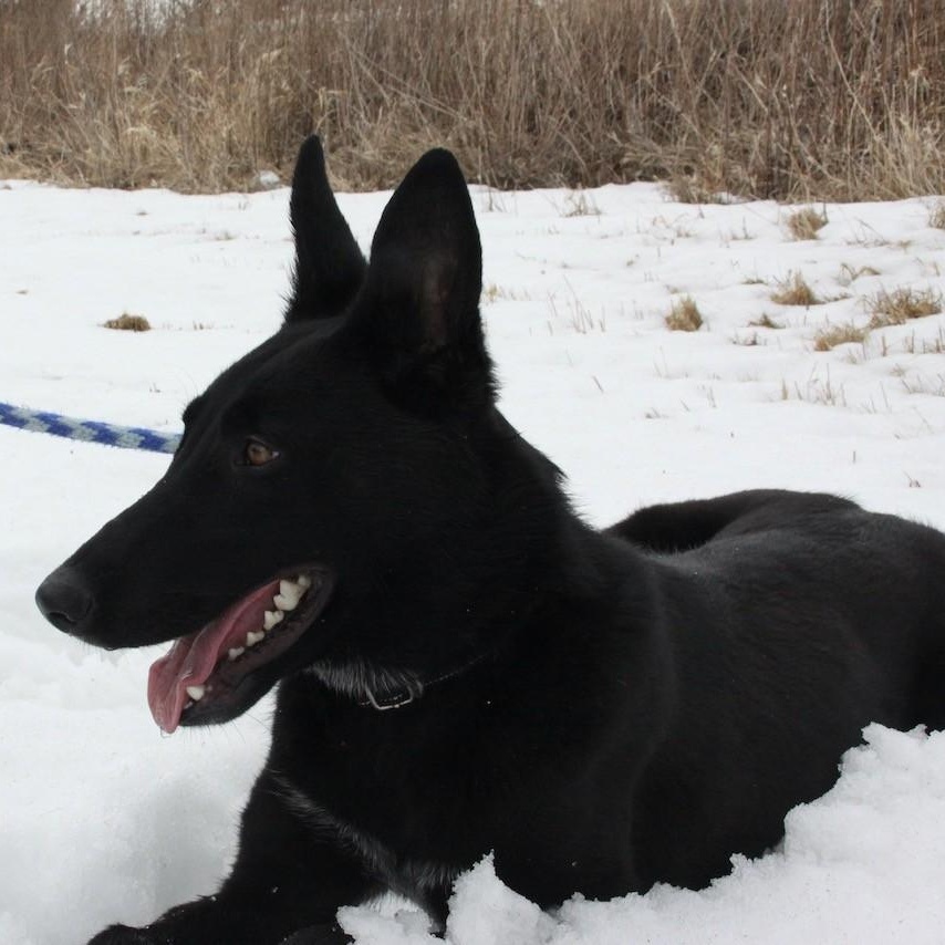 Enlarge Gravy, a ADOPTABLE mixed breed in Williston, VT image 5/6