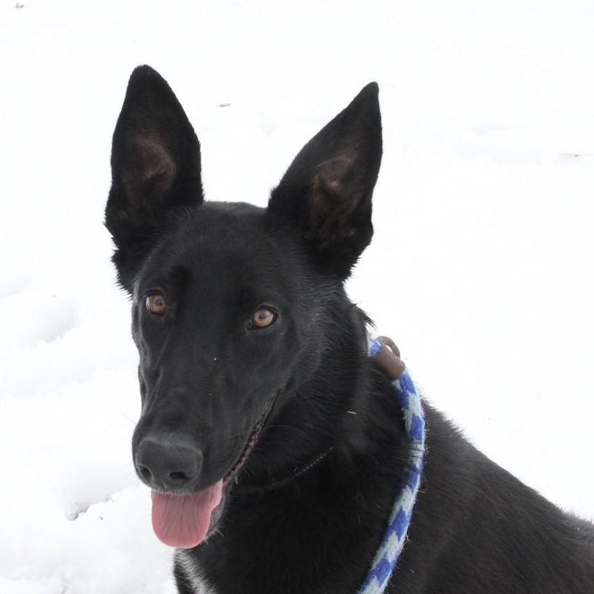 Enlarge Gravy, a ADOPTABLE mixed breed in Williston, VT image 1/6