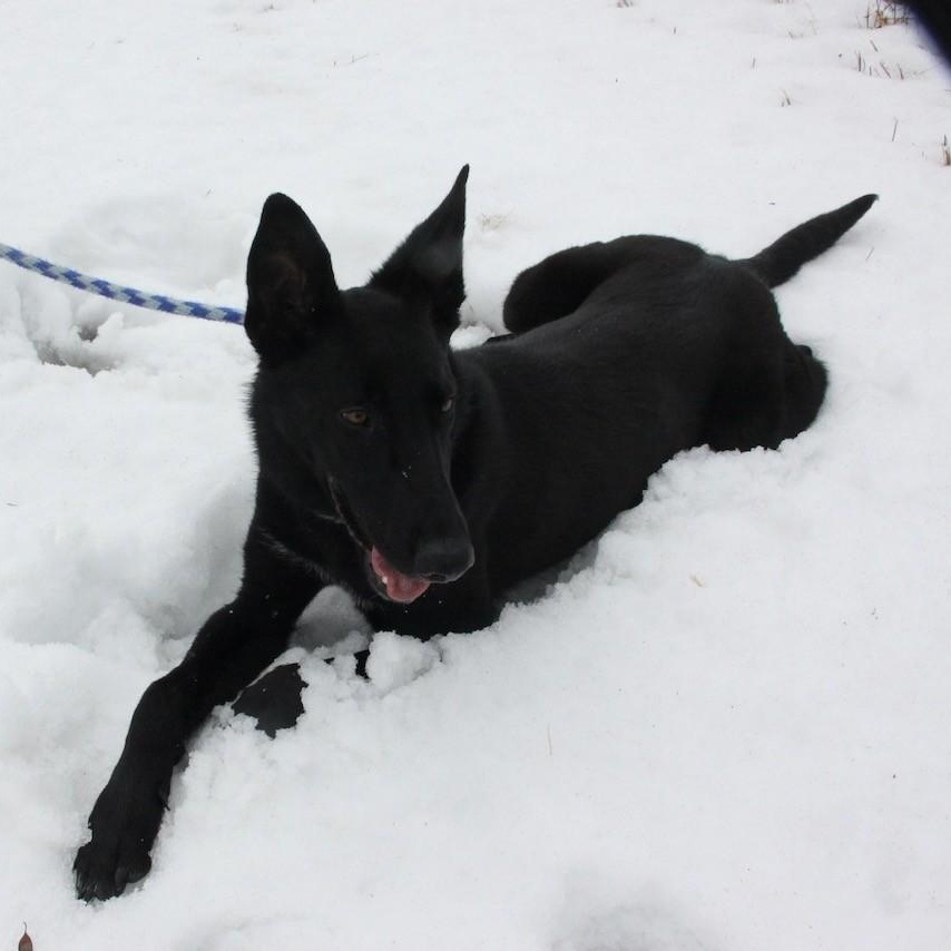 Enlarge Gravy, a ADOPTABLE mixed breed in Williston, VT image 3/6