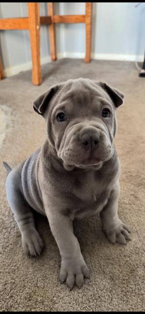 Loki, Adopted, Puppy Male Pit Bull Terrier & Shar-Pei.