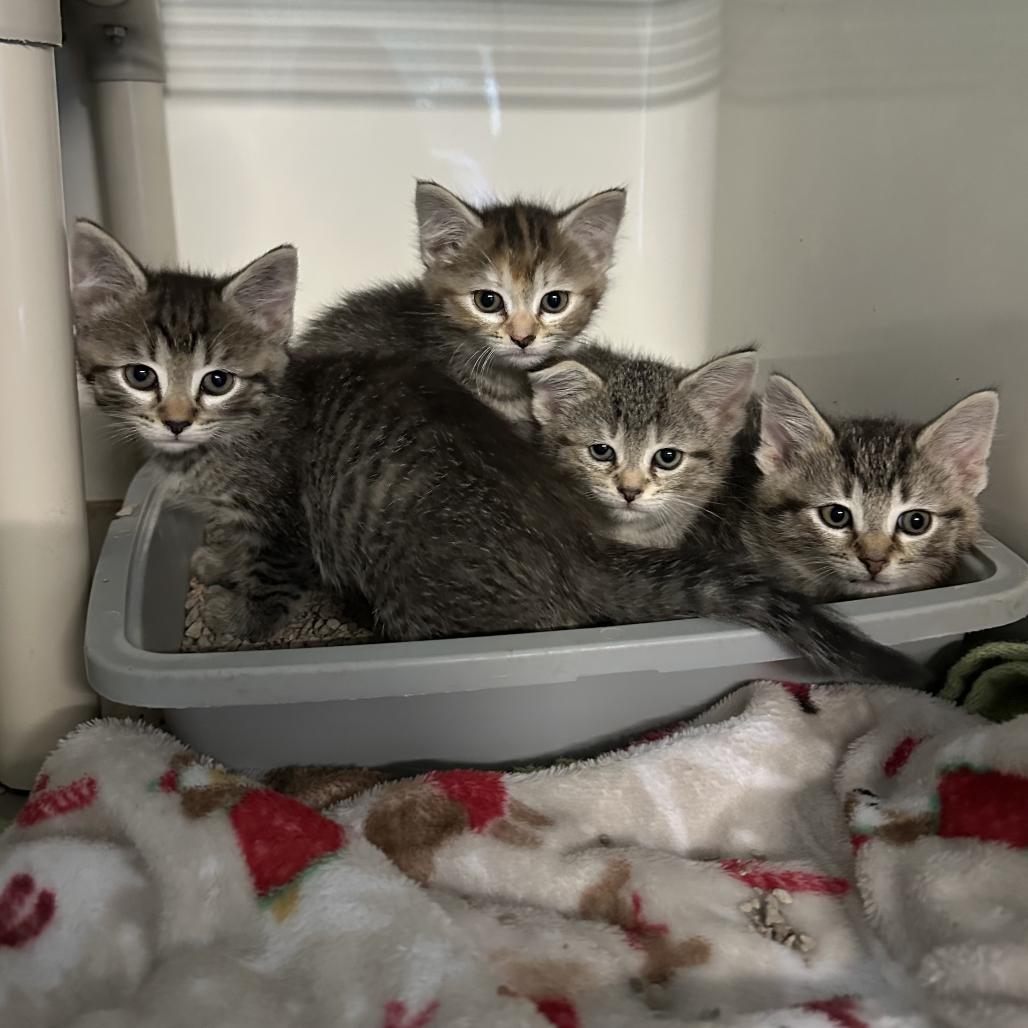 Rumi, Adoptable, Kitten Female Domestic Short Hair.