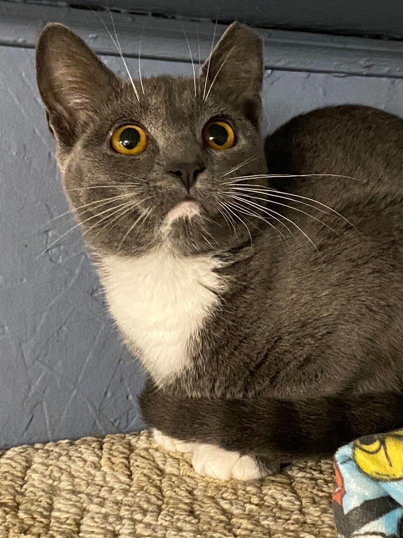 Autumn, Adoptable, Young Female Domestic Short Hair.