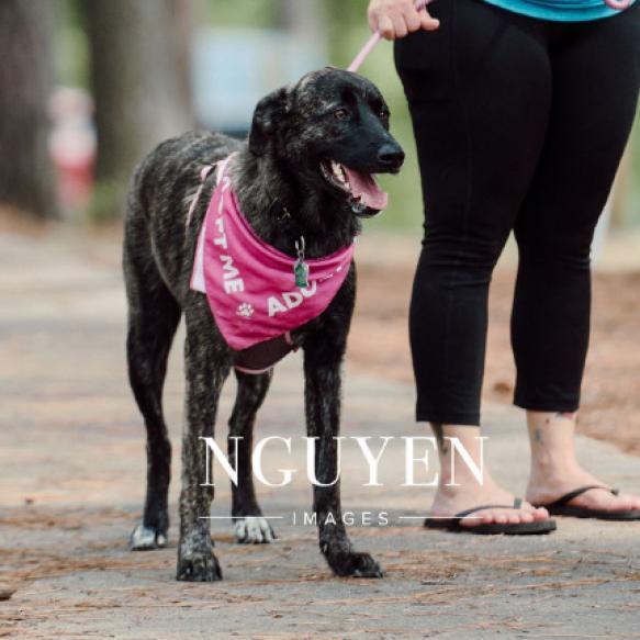 Bradley 23-107, Adoptable, Adult Female Mountain Cur & Hound.