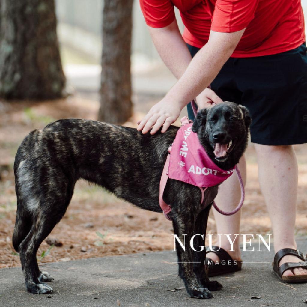 Enlarge Bradley 23-107, a Adoptable mixed breed in Little Rock, AR image 2/6