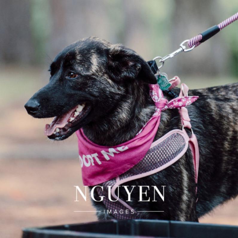 Enlarge Bradley 23-107, a Adoptable mixed breed in Little Rock, AR image 3/6