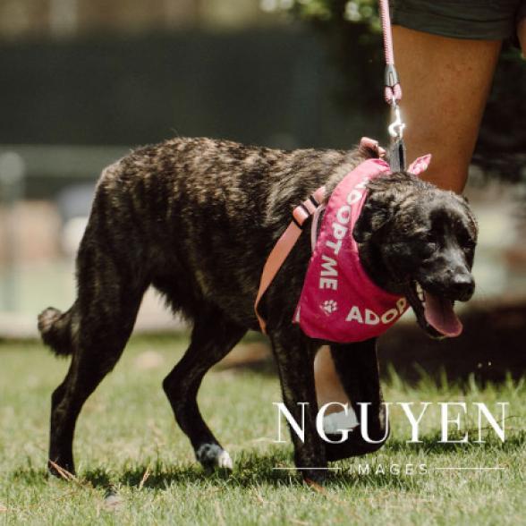 Enlarge Bradley 23-107, a Adoptable mixed breed in Little Rock, AR image 4/6