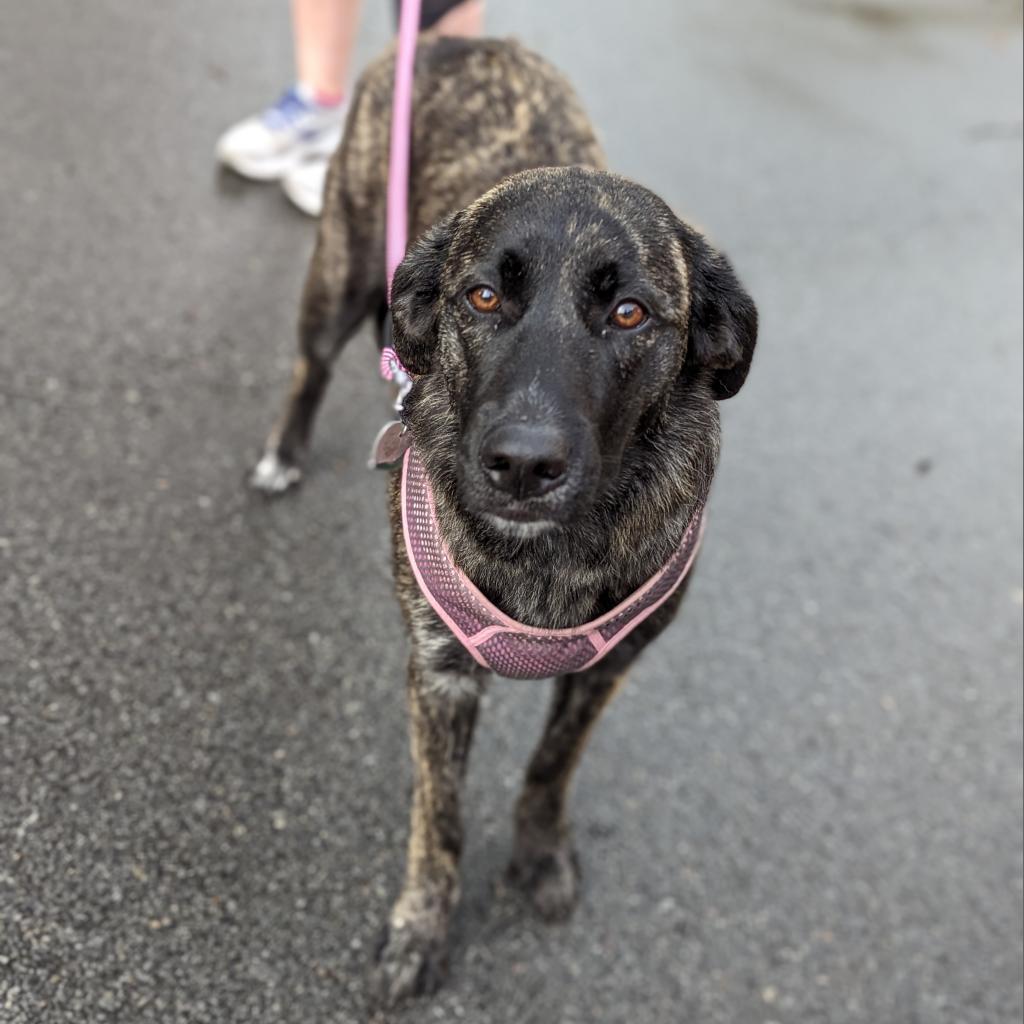 Enlarge Bradley 23-107, a Adoptable mixed breed in Little Rock, AR image 5/6