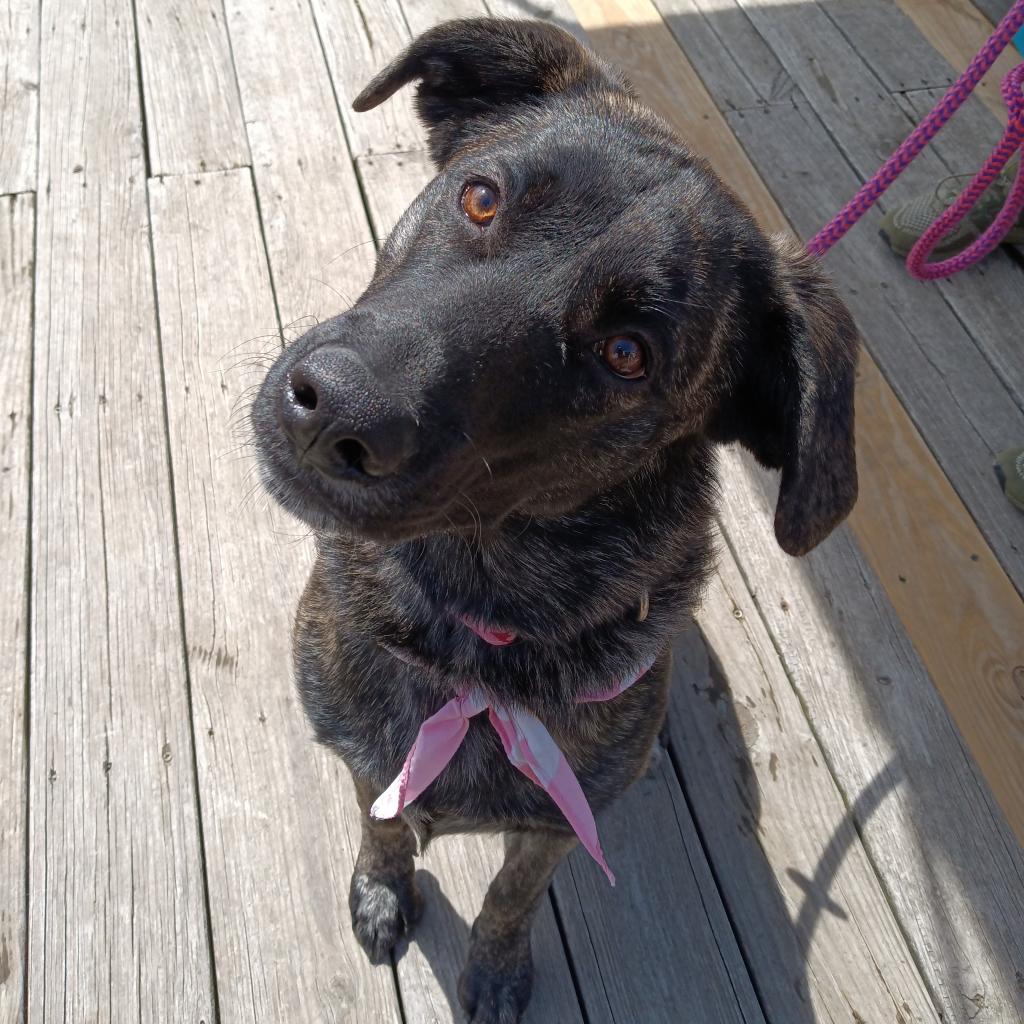 Enlarge Bradley 23-107, a Adoptable mixed breed in Little Rock, AR image 6/6