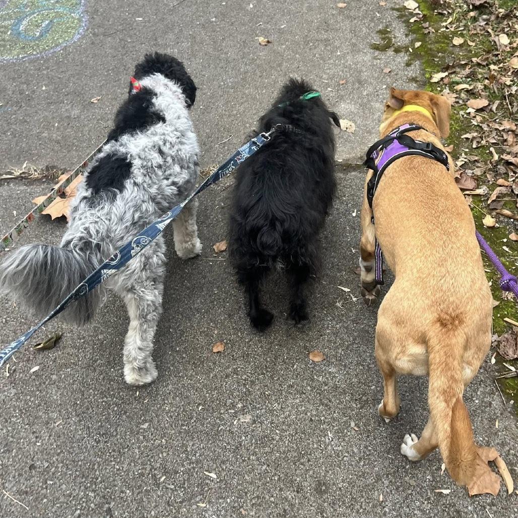 Mokka, Adoptable, Adult Female Yellow Labrador Retriever.