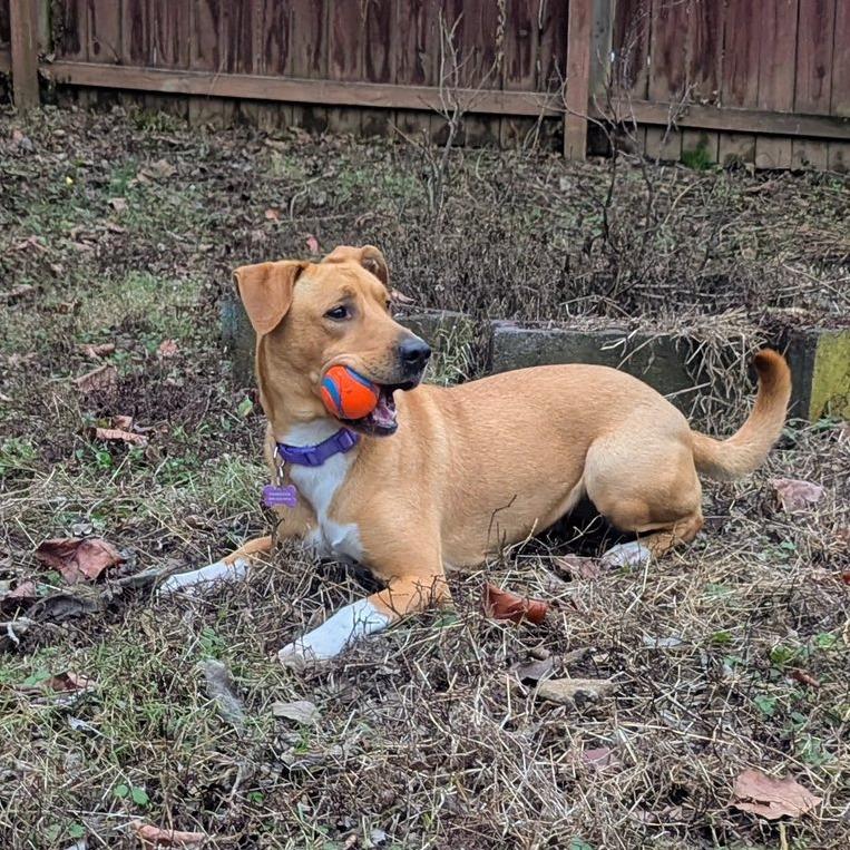 Mokka, a Adoptable Yellow Labrador Retriever in Nashville, TN image 2/6