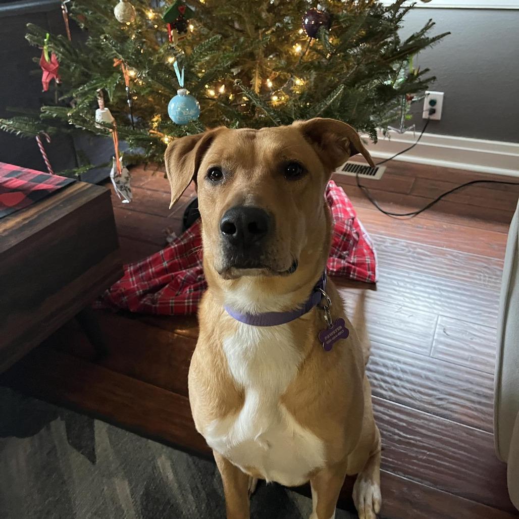 Mokka, a Adoptable Yellow Labrador Retriever in Nashville, TN image 3/6