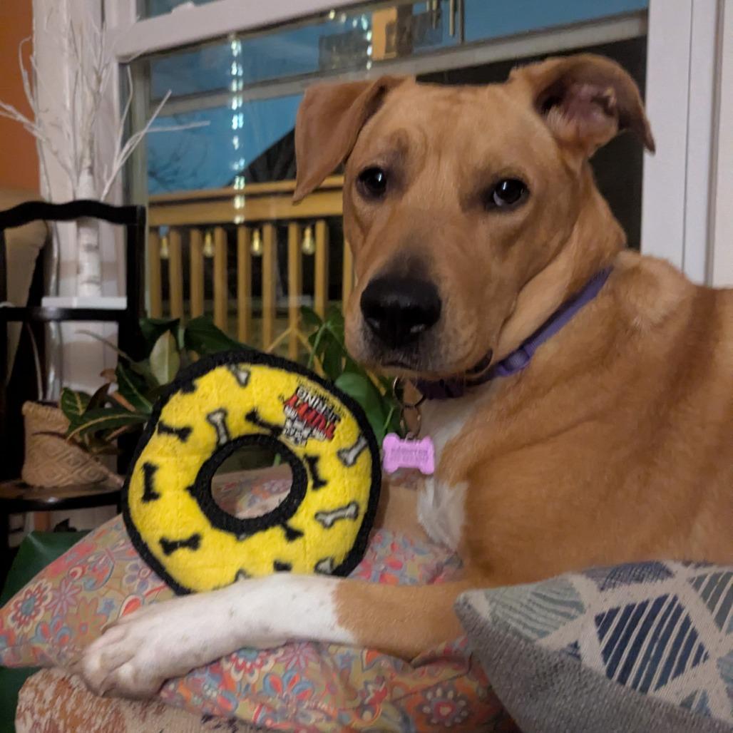 Mokka, a Adoptable Yellow Labrador Retriever in Nashville, TN image 4/6