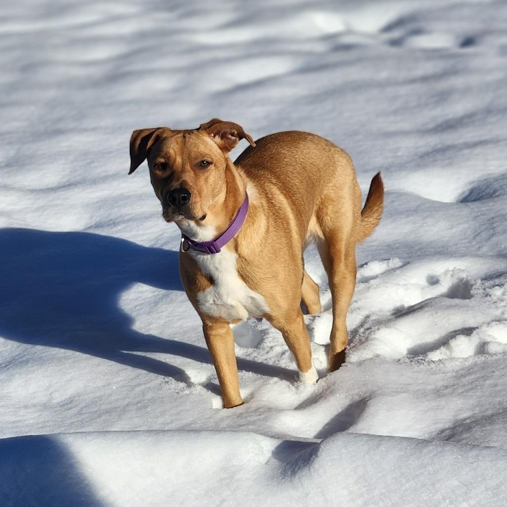 Mokka, a Adoptable Yellow Labrador Retriever in Nashville, TN image 5/6