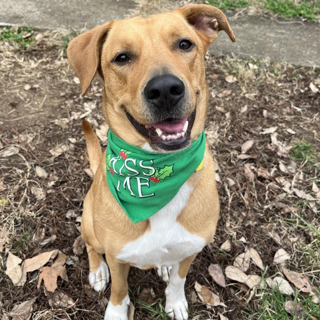 Mokka, a Adoptable Yellow Labrador Retriever in Nashville, TN image 6/6