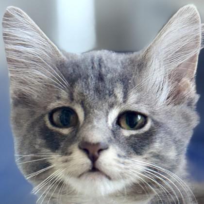 Enlarge Elliot Stabler, a Adoptable mixed breed in Pleasanton, CA image 1/3