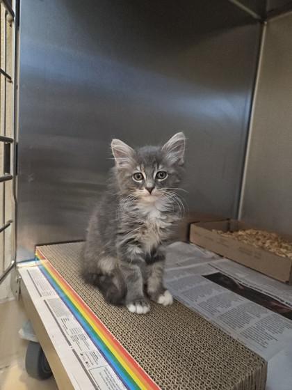Enlarge Elliot Stabler, a Adoptable mixed breed in Pleasanton, CA image 3/3
