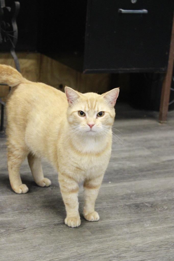 Sailor, Adoptable, Young Male Domestic Short Hair.