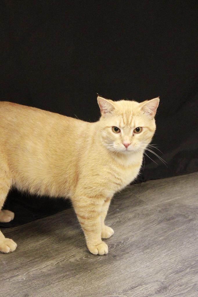 Enlarge Sailor, a Adoptable Domestic Short Hair in Dyersburg, TN image 2/2