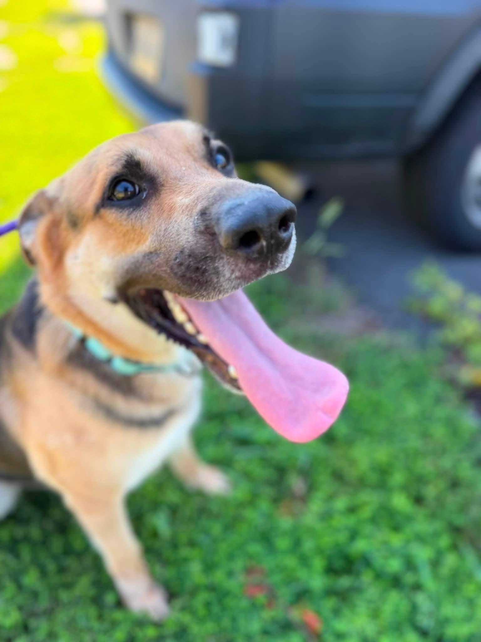 Koda (ID 52165), ADOPTABLE, Young Male German Shepherd Dog.