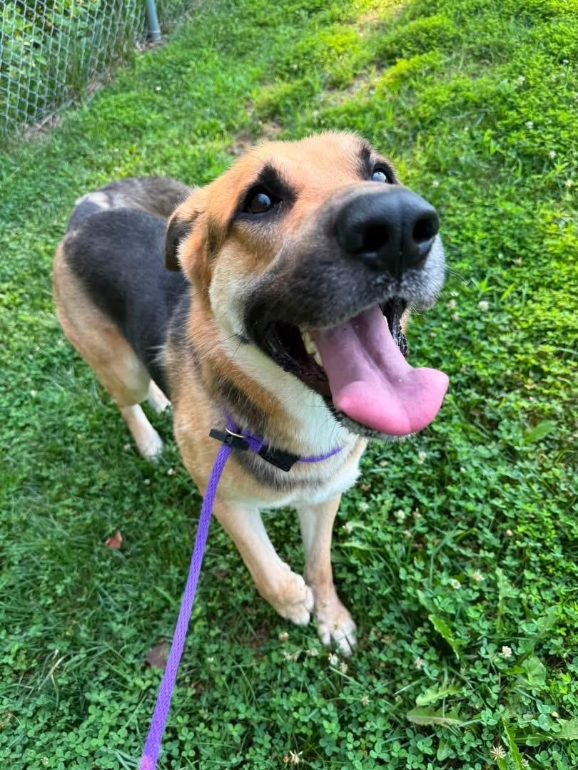 Koda (ID 52165), a ADOPTABLE German Shepherd Dog in Manassas, VA image 3/3