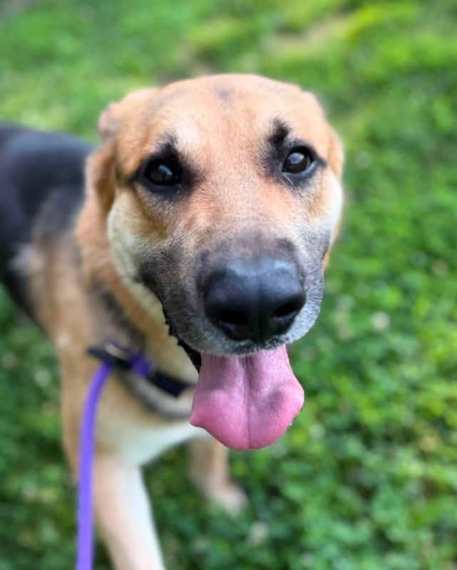 Koda (ID 52165), a ADOPTABLE German Shepherd Dog in Manassas, VA image 2/3
