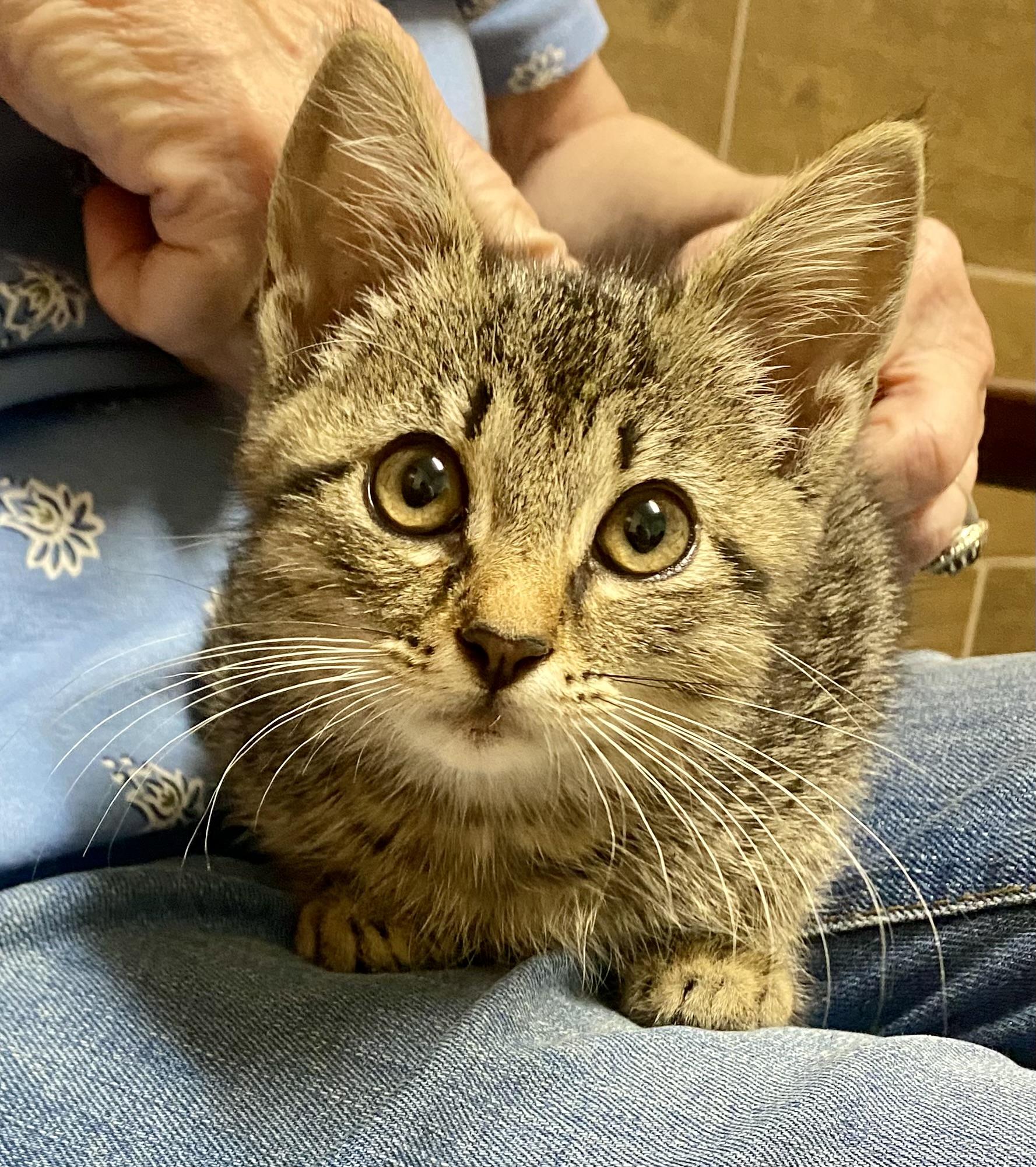 Smokie, a Adoptable Tabby in Keller, TX image 2/3