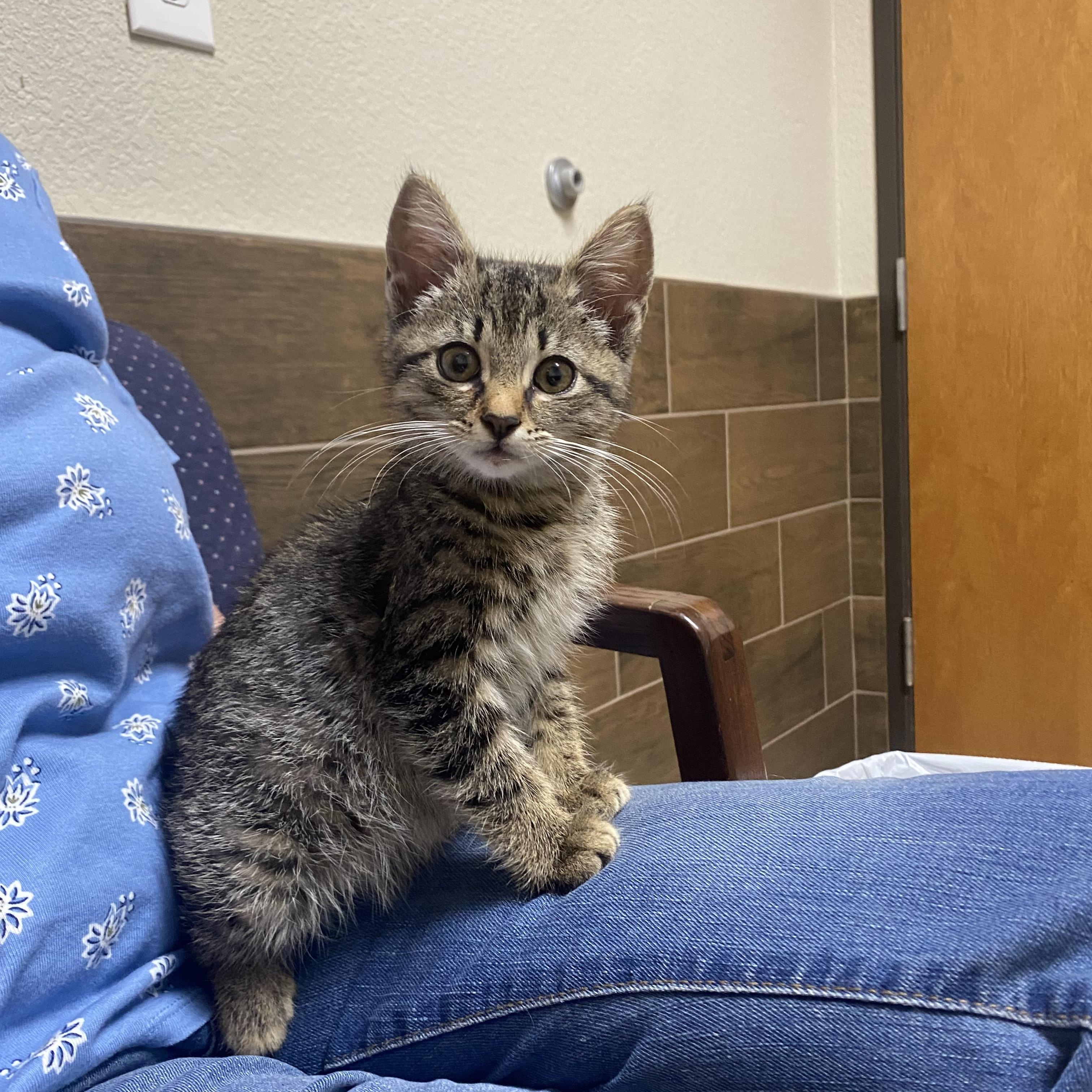 Smokie, a Adoptable Tabby in Keller, TX image 1/3