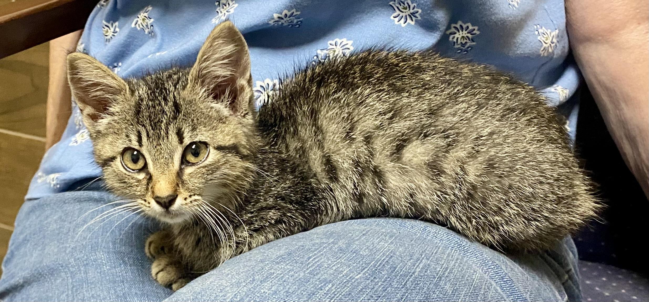Smokie, a Adoptable Tabby in Keller, TX image 3/3