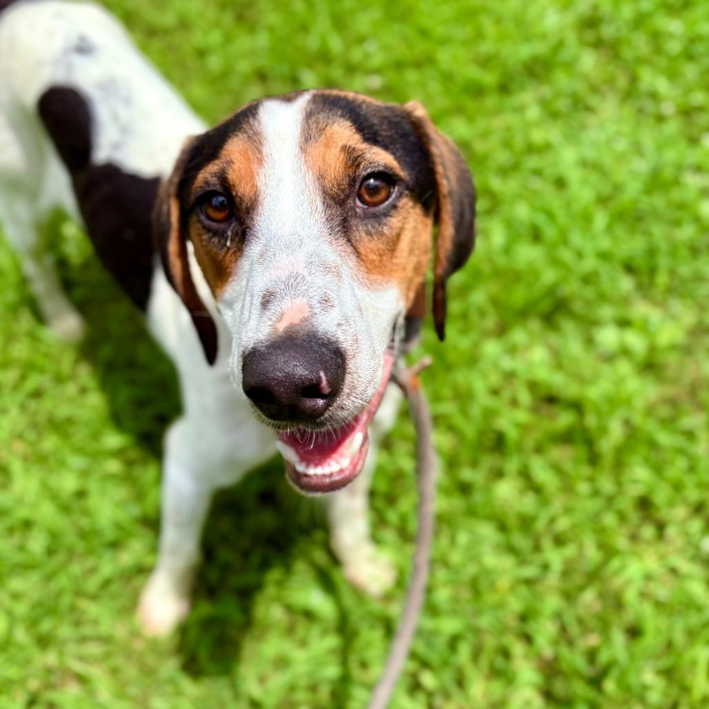 Enlarge Greer, a Adoptable mixed breed in Rocky Mount, VA image 1/6