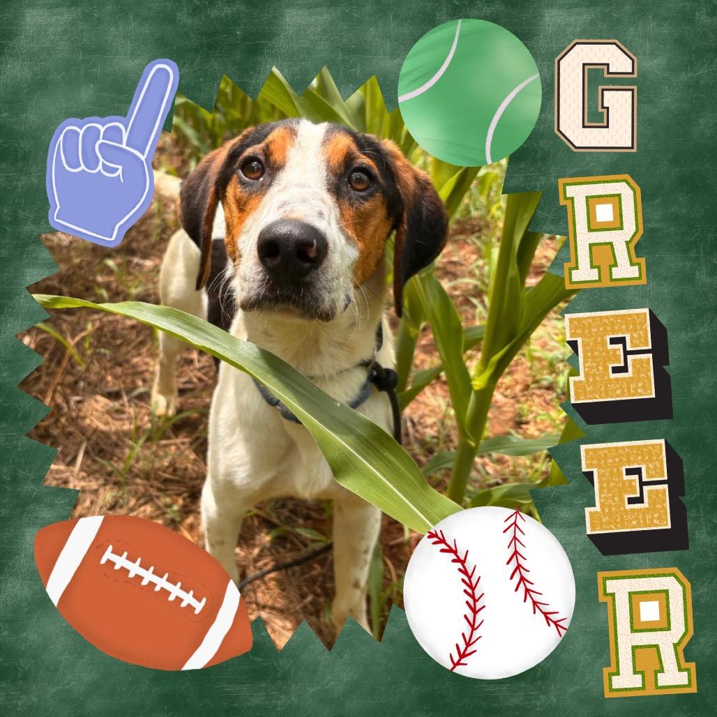 Enlarge Greer, a Adoptable mixed breed in Rocky Mount, VA image 2/6
