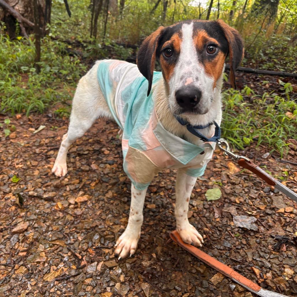 Enlarge Greer, a Adoptable mixed breed in Rocky Mount, VA image 3/6
