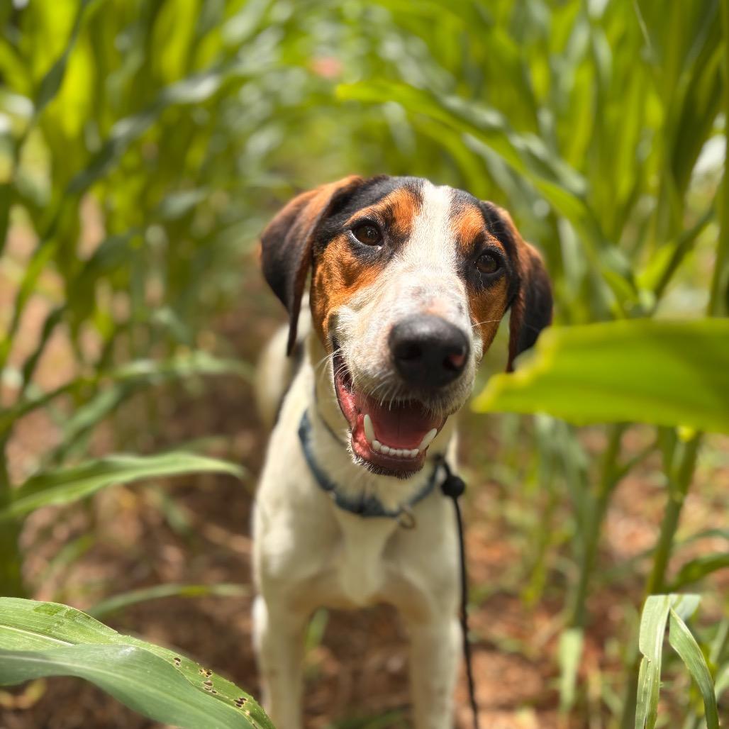 Enlarge Greer, a Adoptable mixed breed in Rocky Mount, VA image 4/6