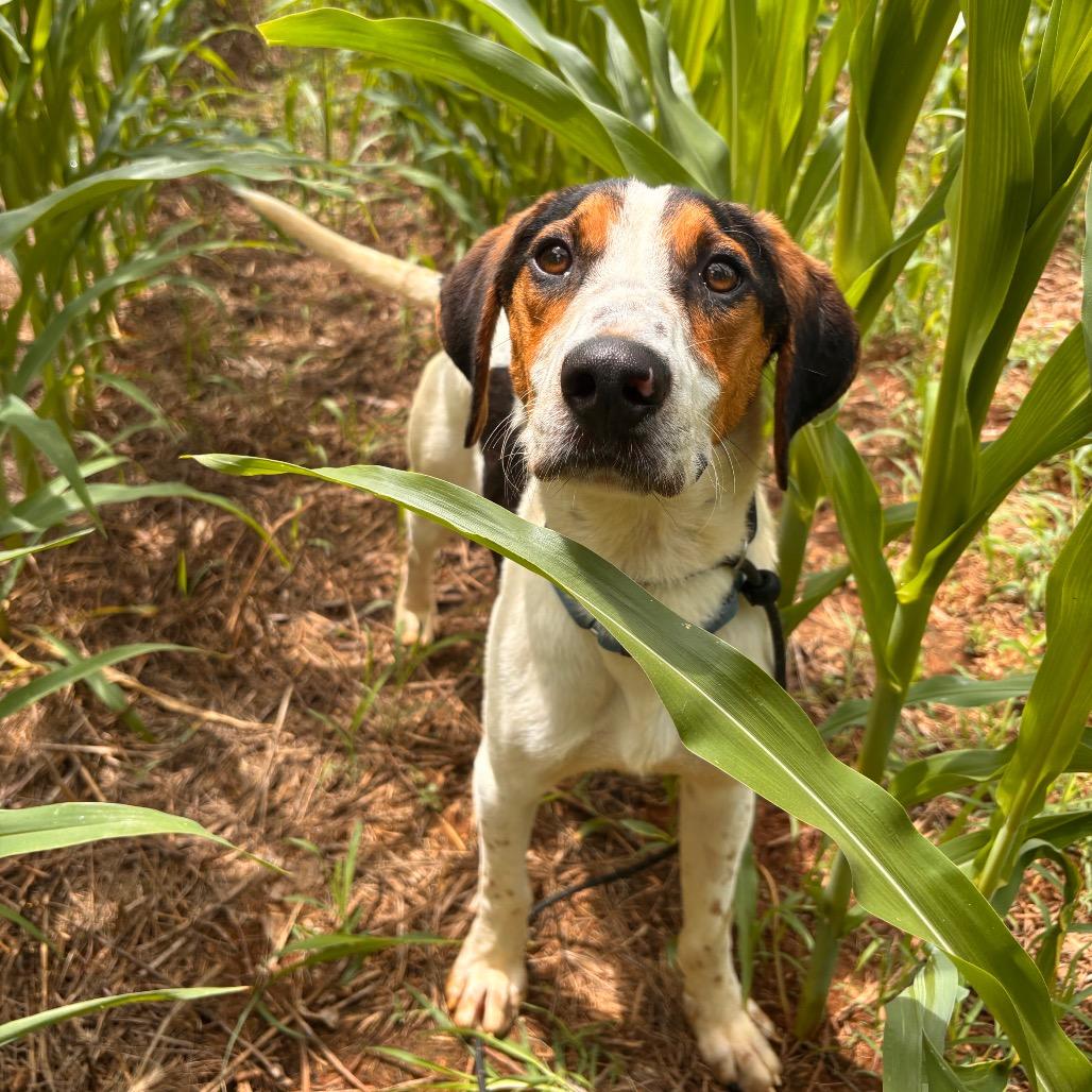Enlarge Greer, a Adoptable mixed breed in Rocky Mount, VA image 5/6