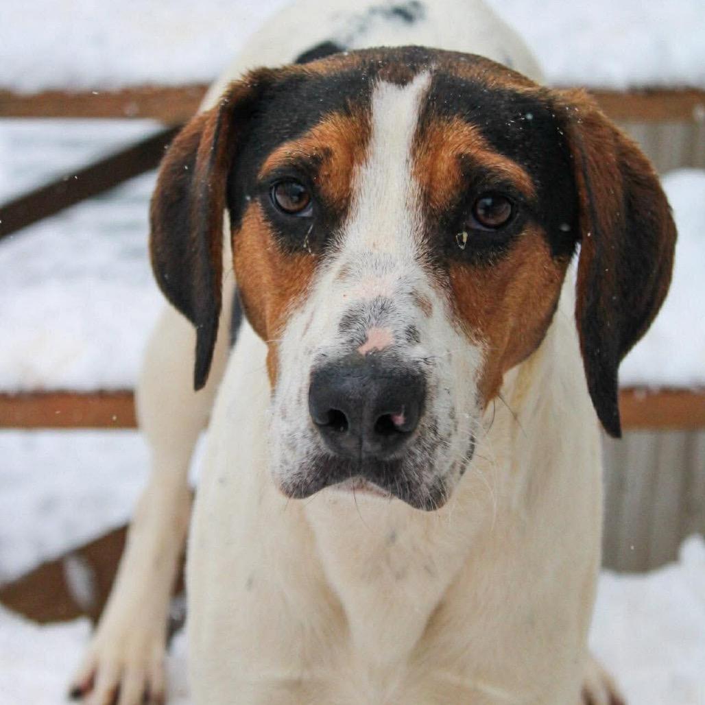 Enlarge Greer, a Adoptable mixed breed in Rocky Mount, VA image 6/6