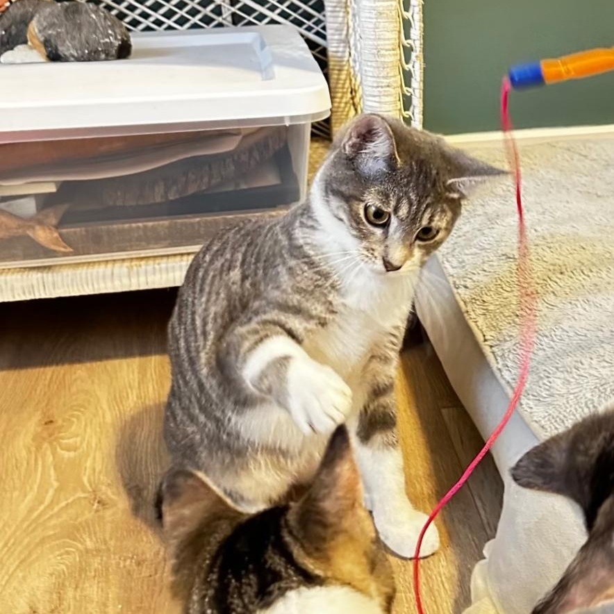 Enlarge Bonnie, a Adoptable Domestic Short Hair in Lincoln, NE image 4/4