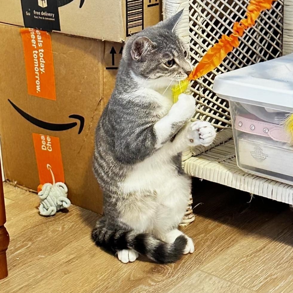 Enlarge Bonnie, a Adoptable Domestic Short Hair in Lincoln, NE image 2/4