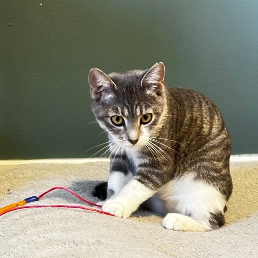 Enlarge Bonnie, a Adoptable Domestic Short Hair in Lincoln, NE image 3/4