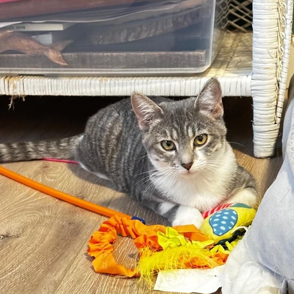 Bonnie, Adoptable, Kitten Female Domestic Short Hair.