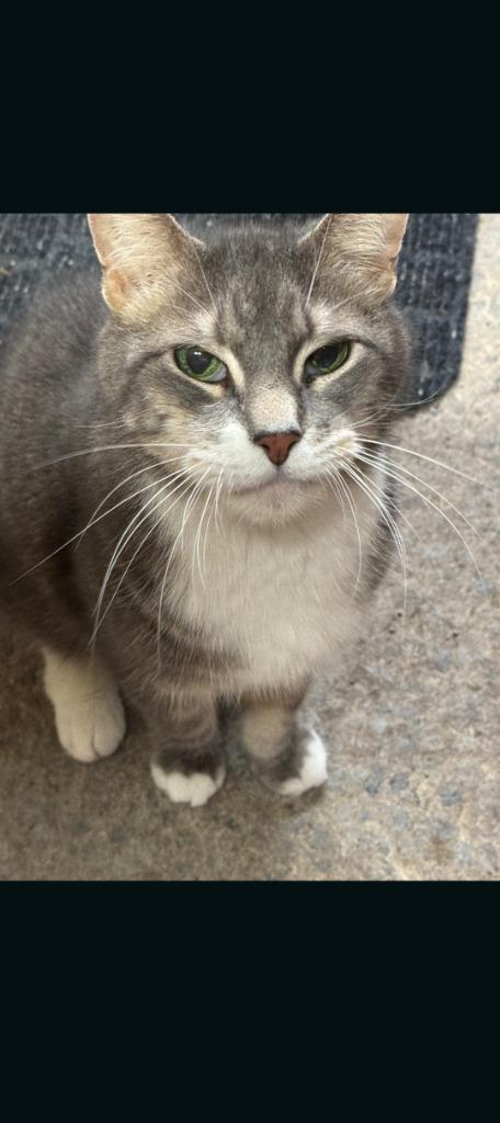 Big Chief Bogo, Adoptable, Adult Male Domestic Short Hair.