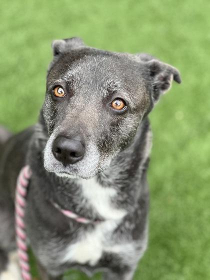 Enlarge Puma, a ADOPTABLE mixed breed in Sacramento, CA image 3/5